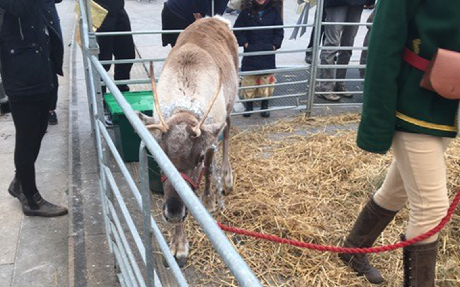 A reindeer at a small holiday fair (Brendan Mulcahey/UConn School of Business)