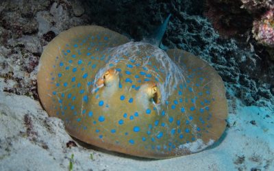 The Bluespotted Stingray