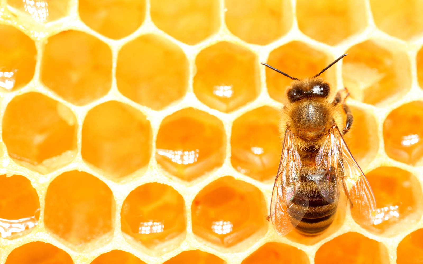 Bee and Honeycomb