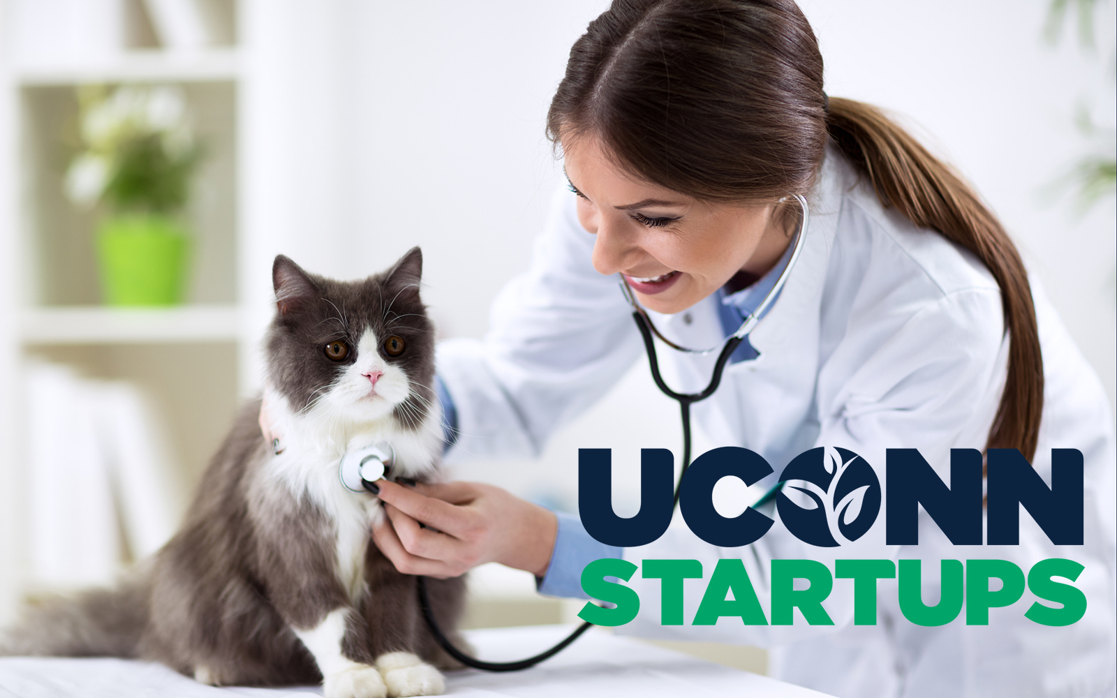 Cat being exampined with a stethoscope by a vet.
