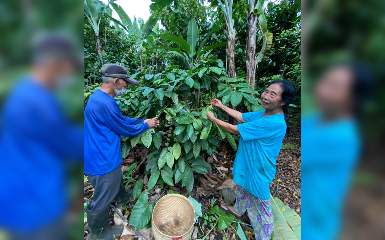 Employees from the Rinjani Mountain Coffee growers, pictured above, harvesting coffee beans. UConn’s International Business Case Competition was focused on providing solutions to the business challenges of several international companies. (Contributed Photo)